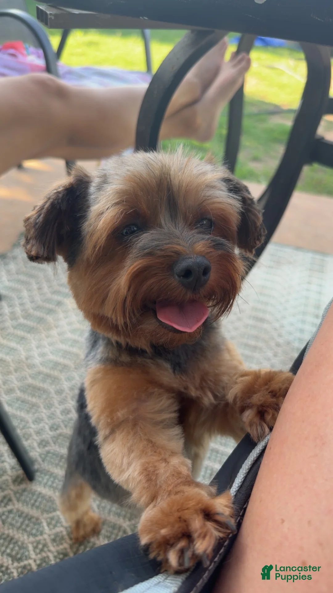 Yorkshire Terrier dogs for sale: Yorkshire Terrier 4 - Ad 2