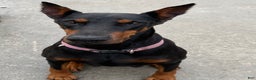 Doberman Pinscher dogs for sale: Doberman Pinscher Puppy 1 - Ad 4