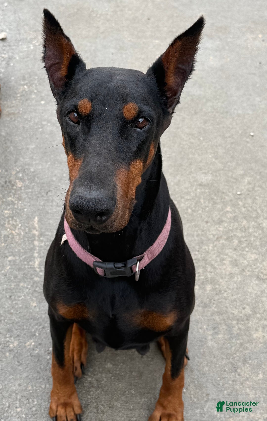 Doberman Pinscher dogs for sale: Doberman Pinscher Puppy 1 - Ad 4