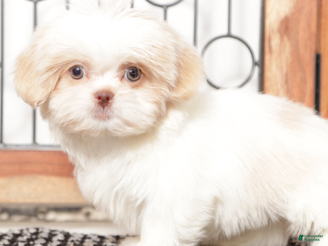 Shih Tzu dogs for sale: Shih Tzu Puppy 1 - Ad 4