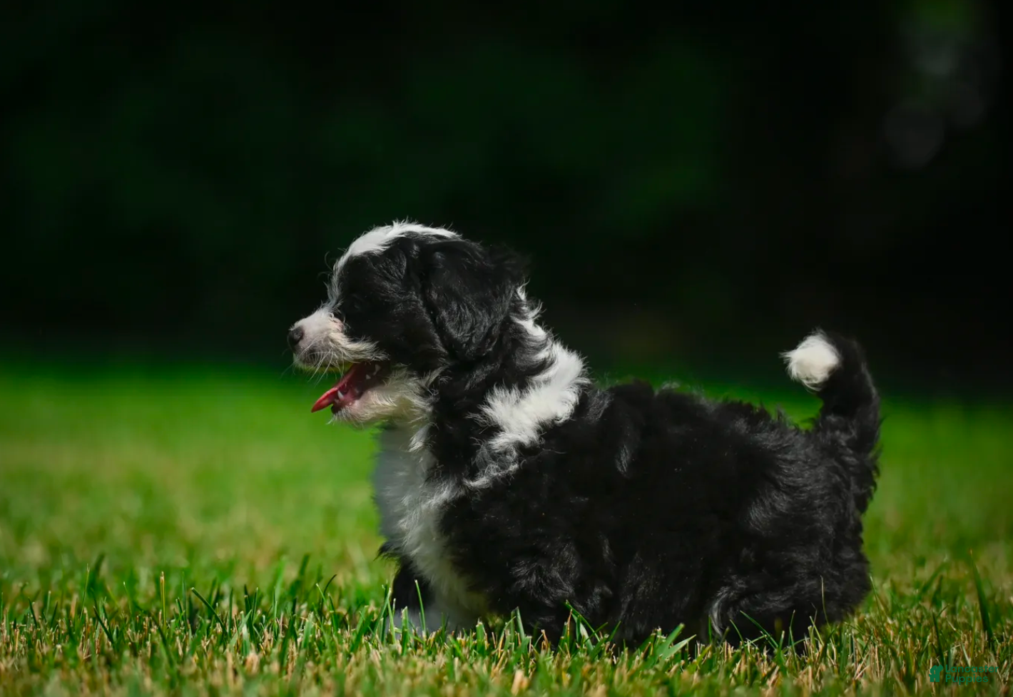 Bernedoodle dogs Sally - Ad 2