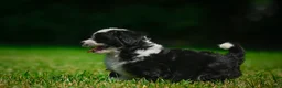 Bernedoodle dogs for sale: Sally - Ad 2