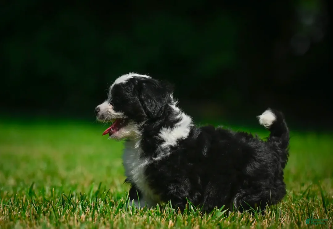 Bernedoodle dogs for sale: Sally - Ad 2