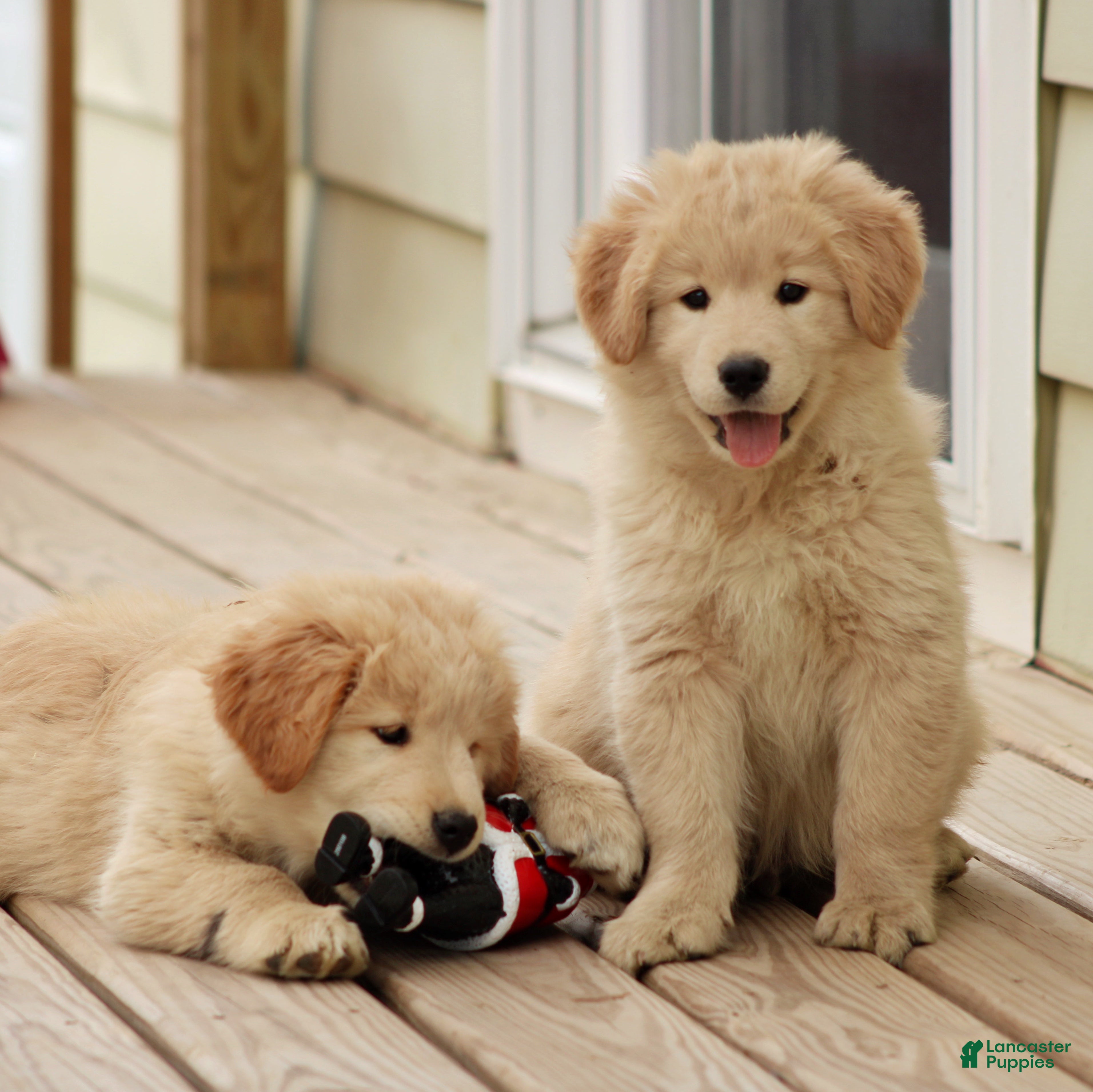 Mixed Breed dogs for sale: Mixed Breed Puppy 2 - Ad 4