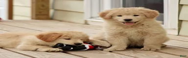 Mixed Breed Puppy 2