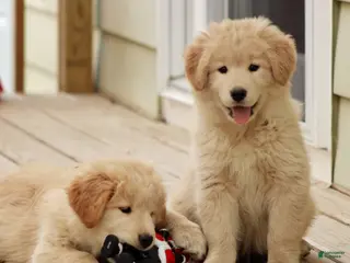 Mixed Breed dogs for sale: Mixed Breed Puppy 2 - Ad 4