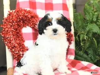 Havapoo dogs Patches - Ad 3