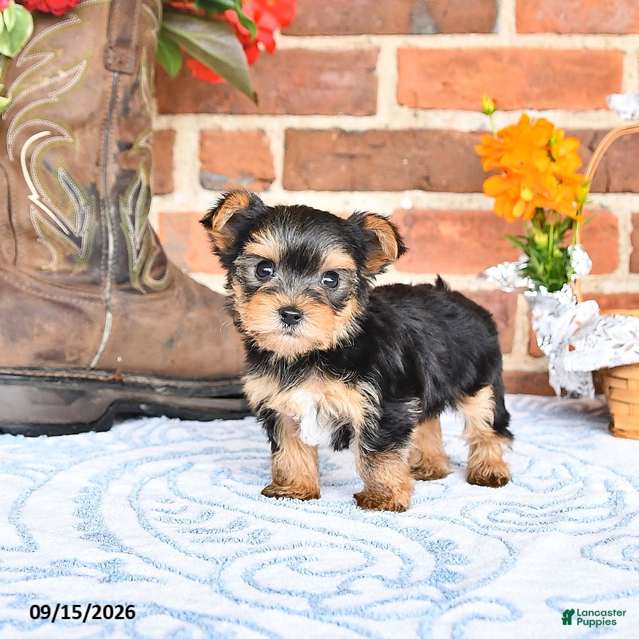 Yorkshire Terrier dogs Waldo - Ad 2