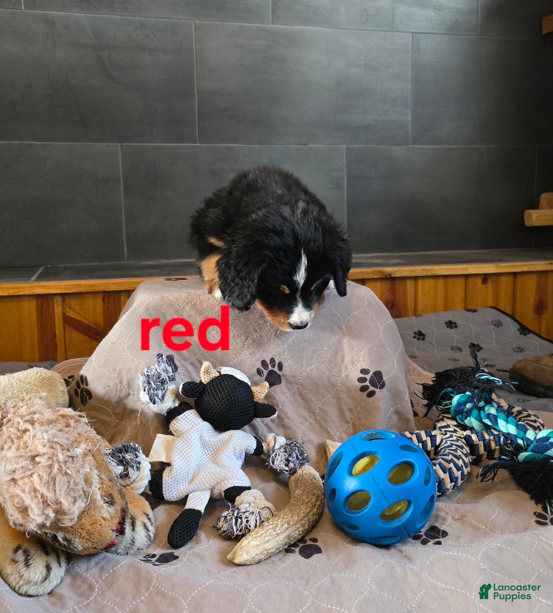 Bernese Mountain Dog dogs for sale: Red - Ad 3