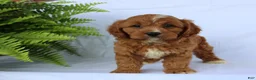 Cavapoo dogs for sale: Sam - Ad 5