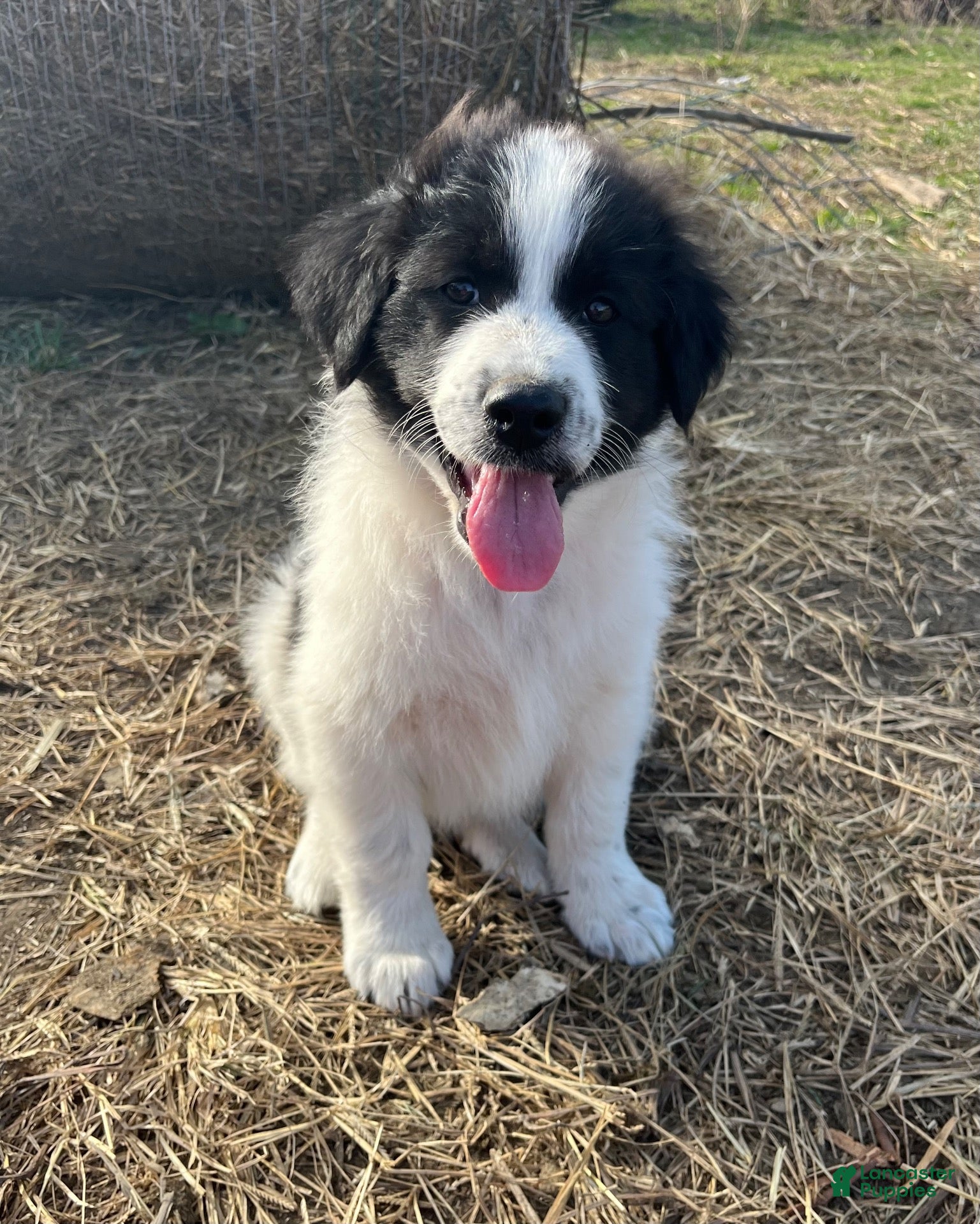 Mixed Breed dogs for sale: Markey - Ad 4