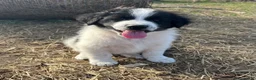 Mixed Breed dogs for sale: Markey - Ad 1