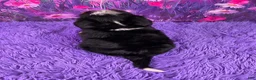 Mini Bernedoodle dogs for sale: Niles - Ad 4