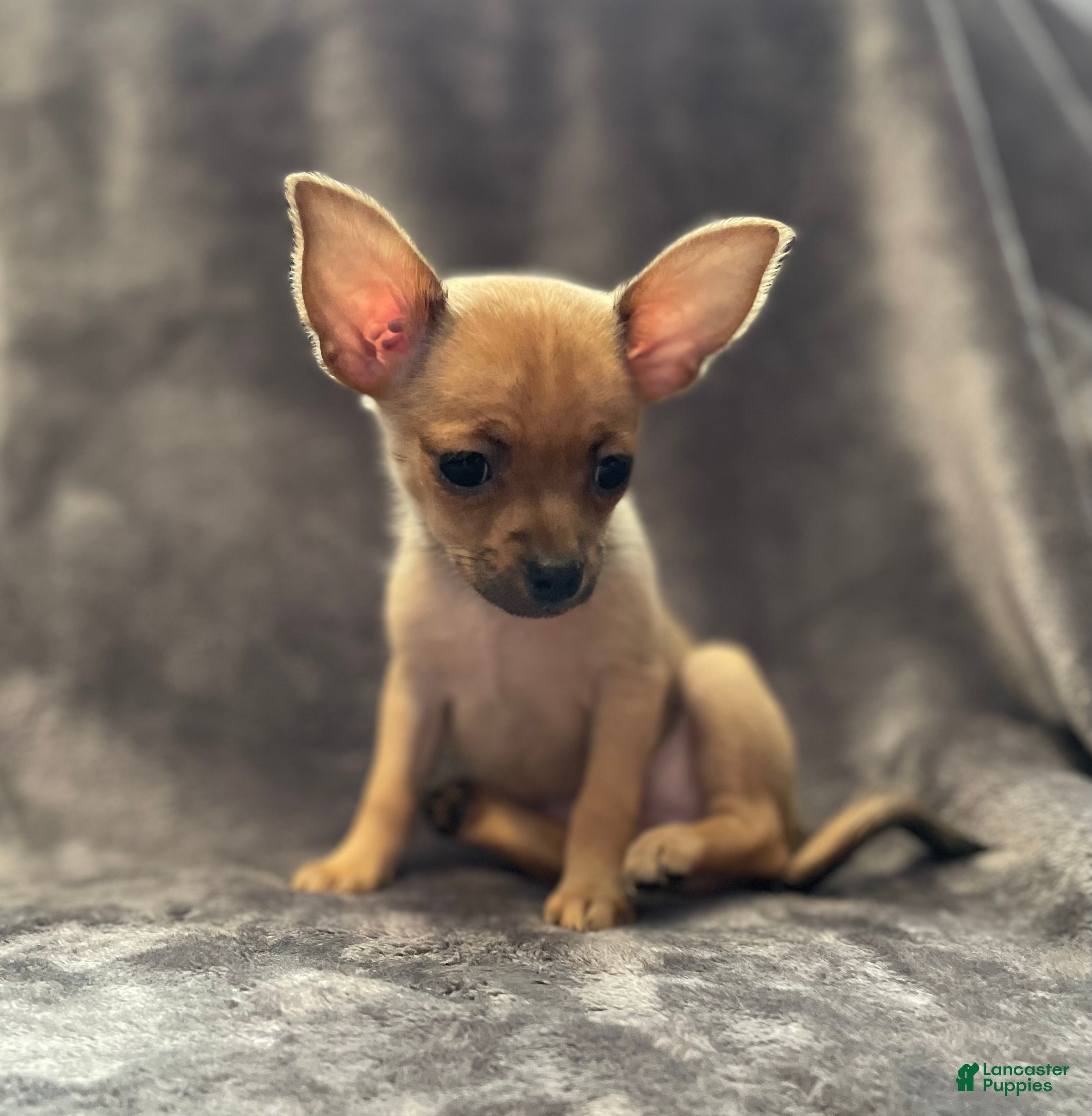 Pomchi dogs Crush - Ad 5