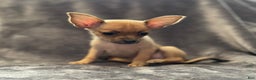 Pomchi dogs for sale: Crush - Ad 1