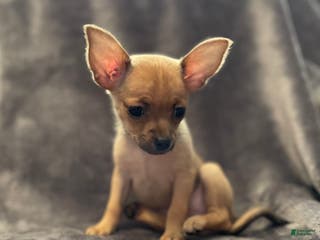 Pomchi dogs Crush - Ad 6