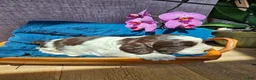 English Springer Spaniel dogs for sale: Carmen - Ad 6