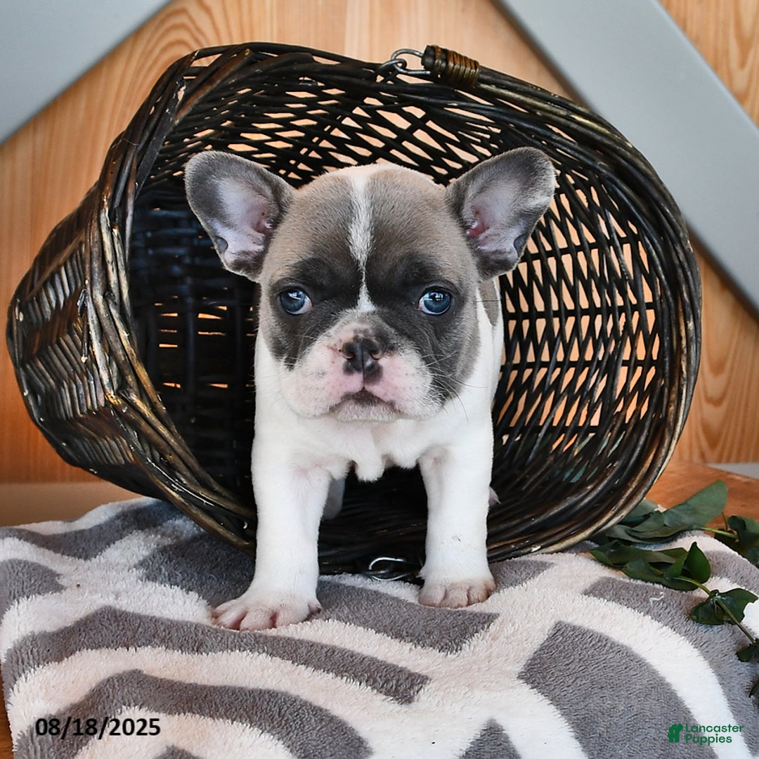 French Bulldog dogs for sale: Timber - Ad 12