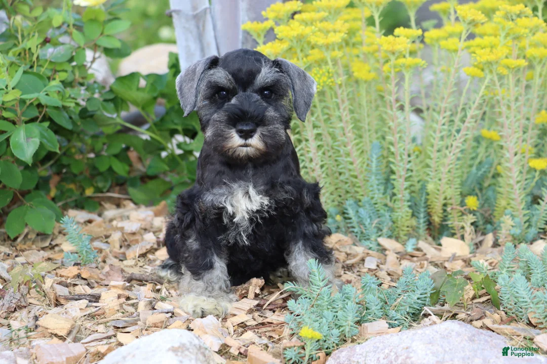 Miniature Schnauzer dogs for sale: Twila - Ad 2