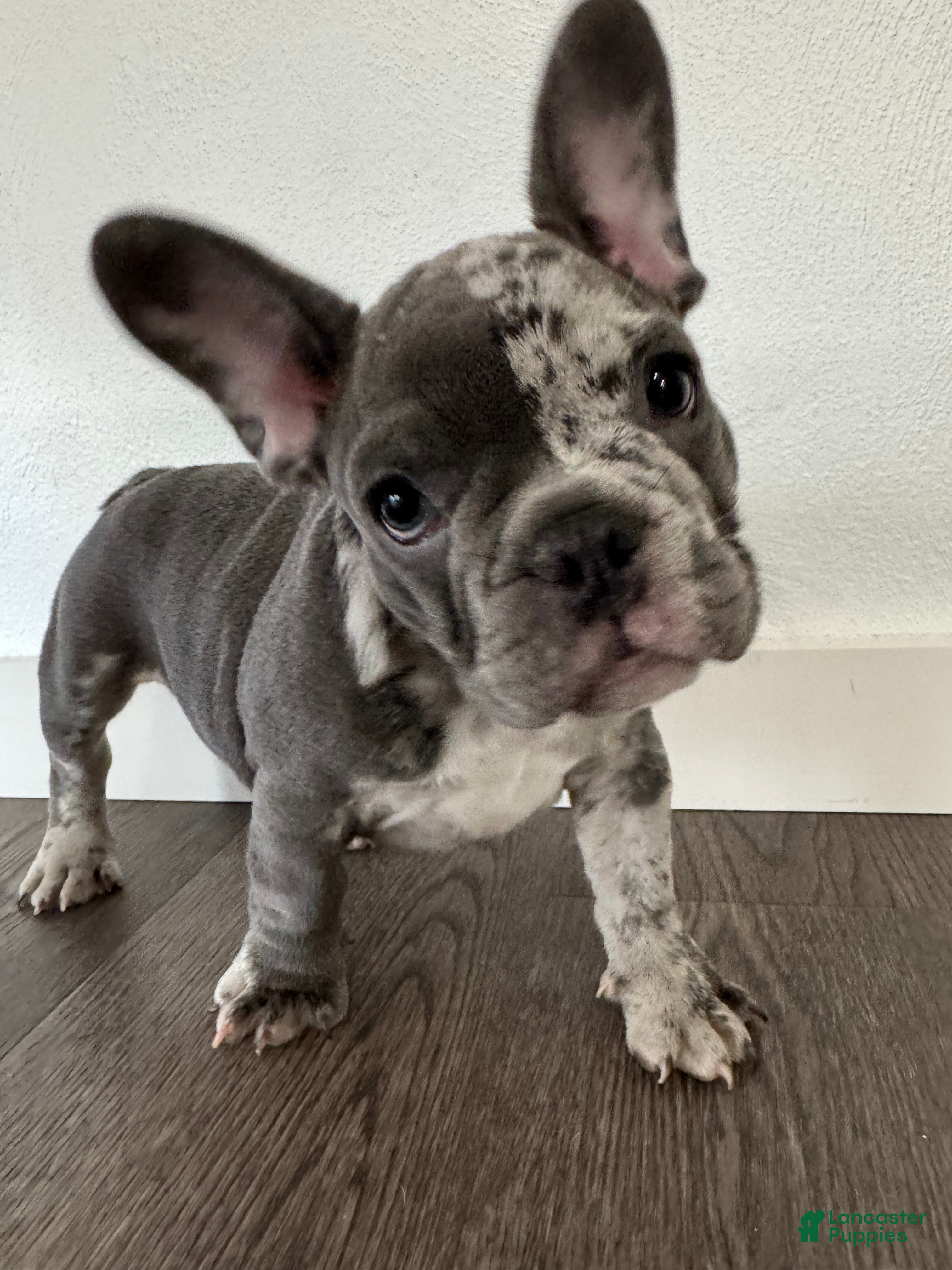 French Bulldog dogs Smalls - Ad 1