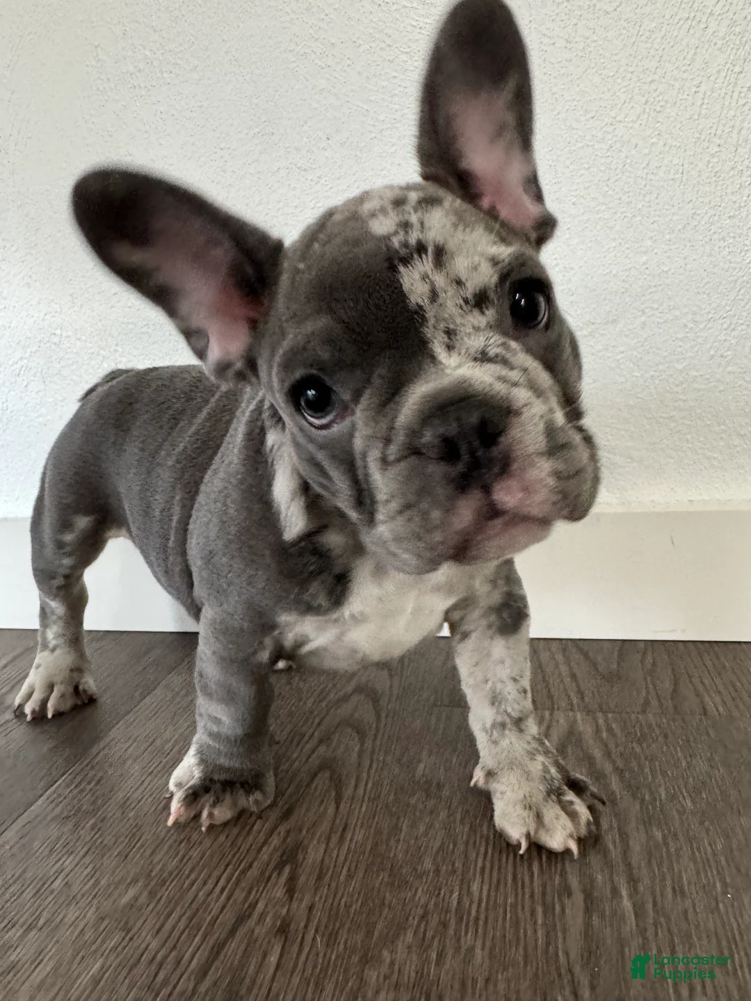 French Bulldog dogs for sale: Smalls - Ad 1