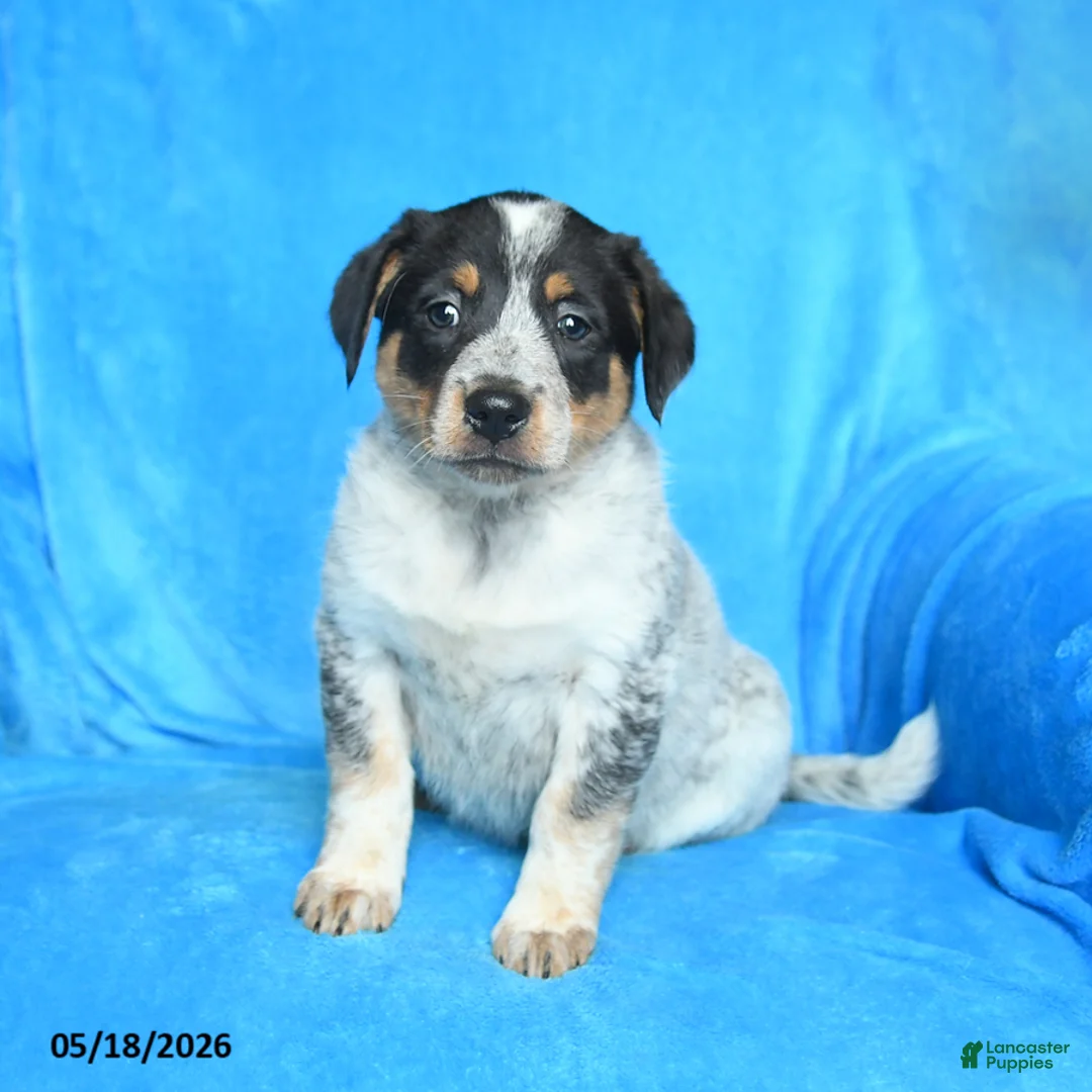 Australian Cattle Dog dogs for sale: Sandy - Ad 2