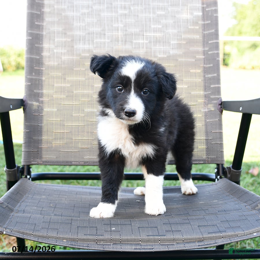 Border Collie dogs Tina - Ad 2