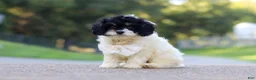 Cavapoo dogs for sale: Rubble - Ad 3