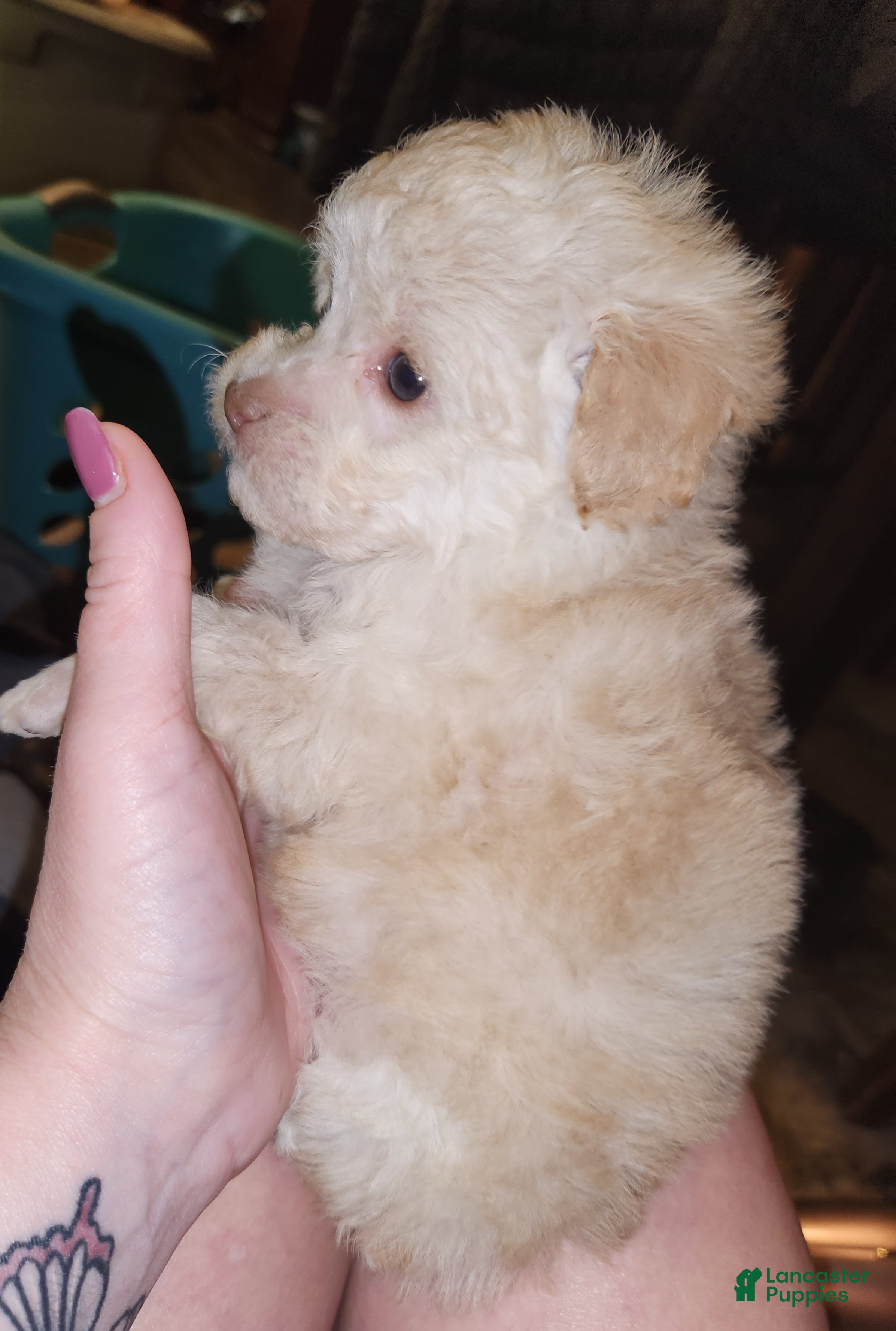 Havapoo dogs Havapoo Puppy 2 - Ad 2