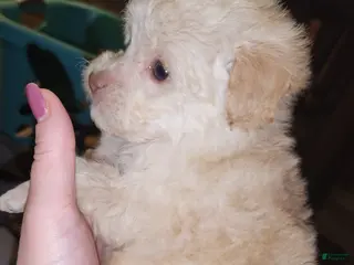 Havapoo dogs Havapoo Puppy 2 - Ad 2