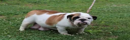 English Bulldog dogs for sale: Bandit - Ad 8