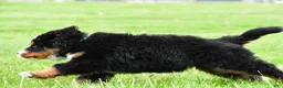 Bernese Mountain Dog dogs for sale: Rusty - Ad 8