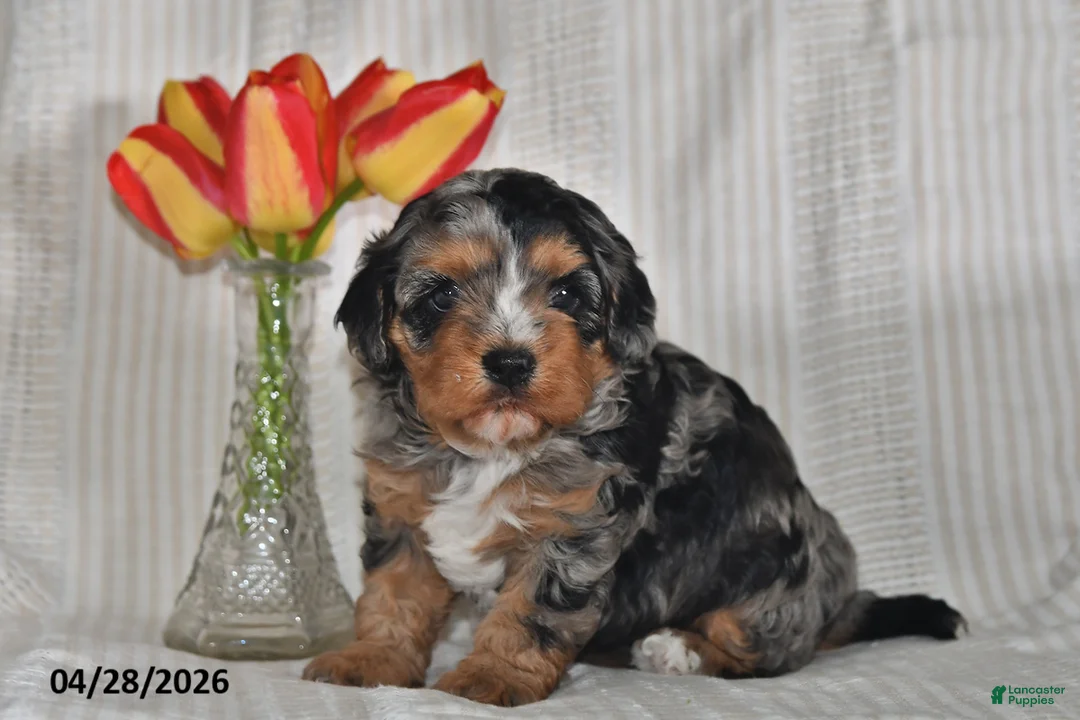 Cavapoo dogs for sale: Tulip - Ad 5