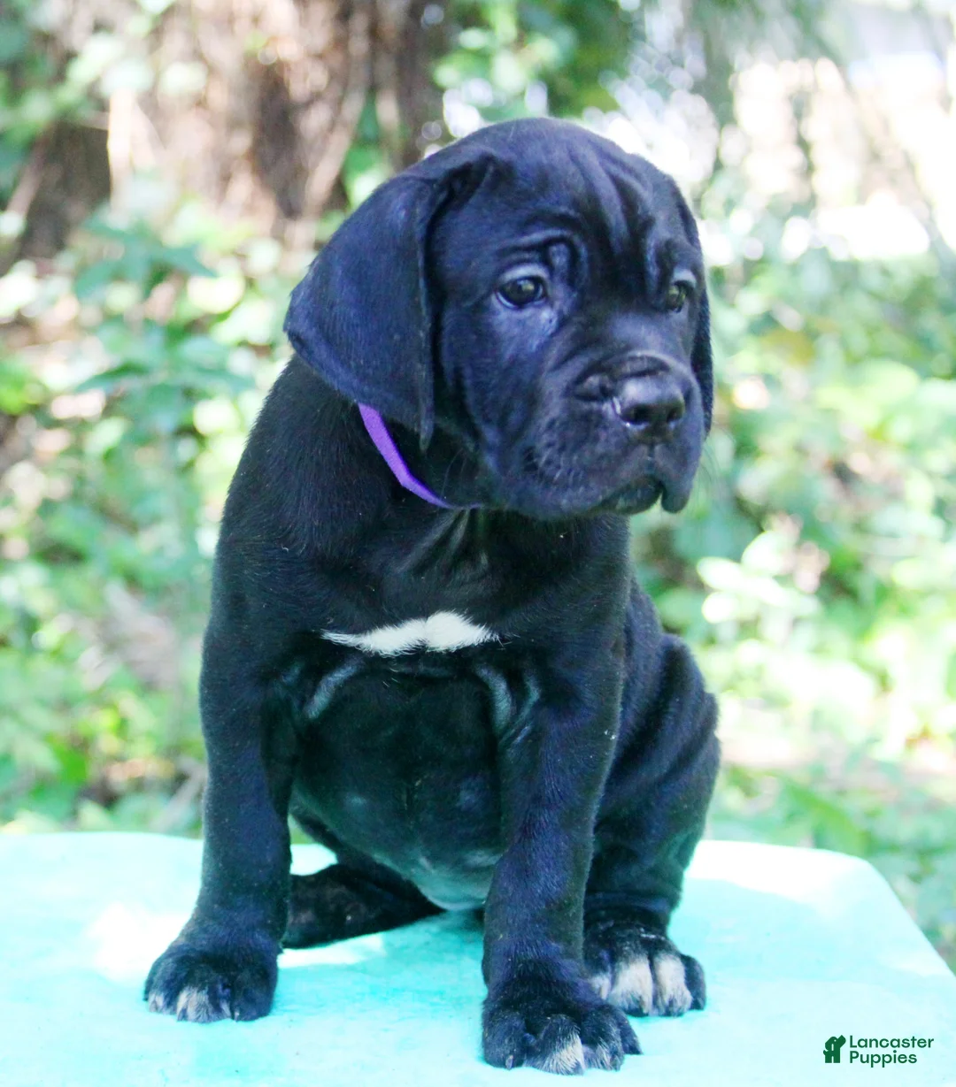 Cane Corso dogs for sale: Lucy In The Sky - Ad 2