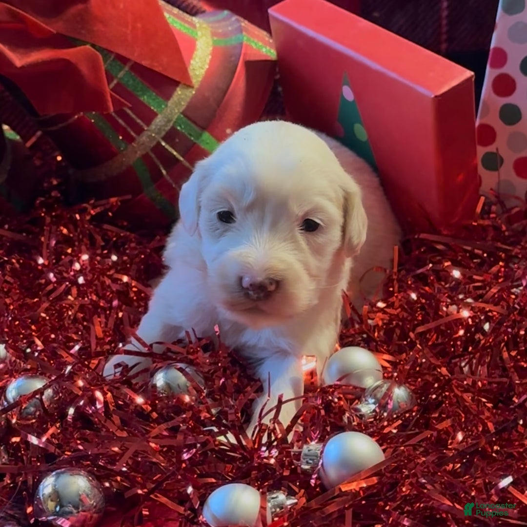 Mini Goldendoodle dogs for sale: Snowball  - Ad 7