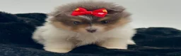Pomeranian dogs for sale: AKC Judy - Ad 3