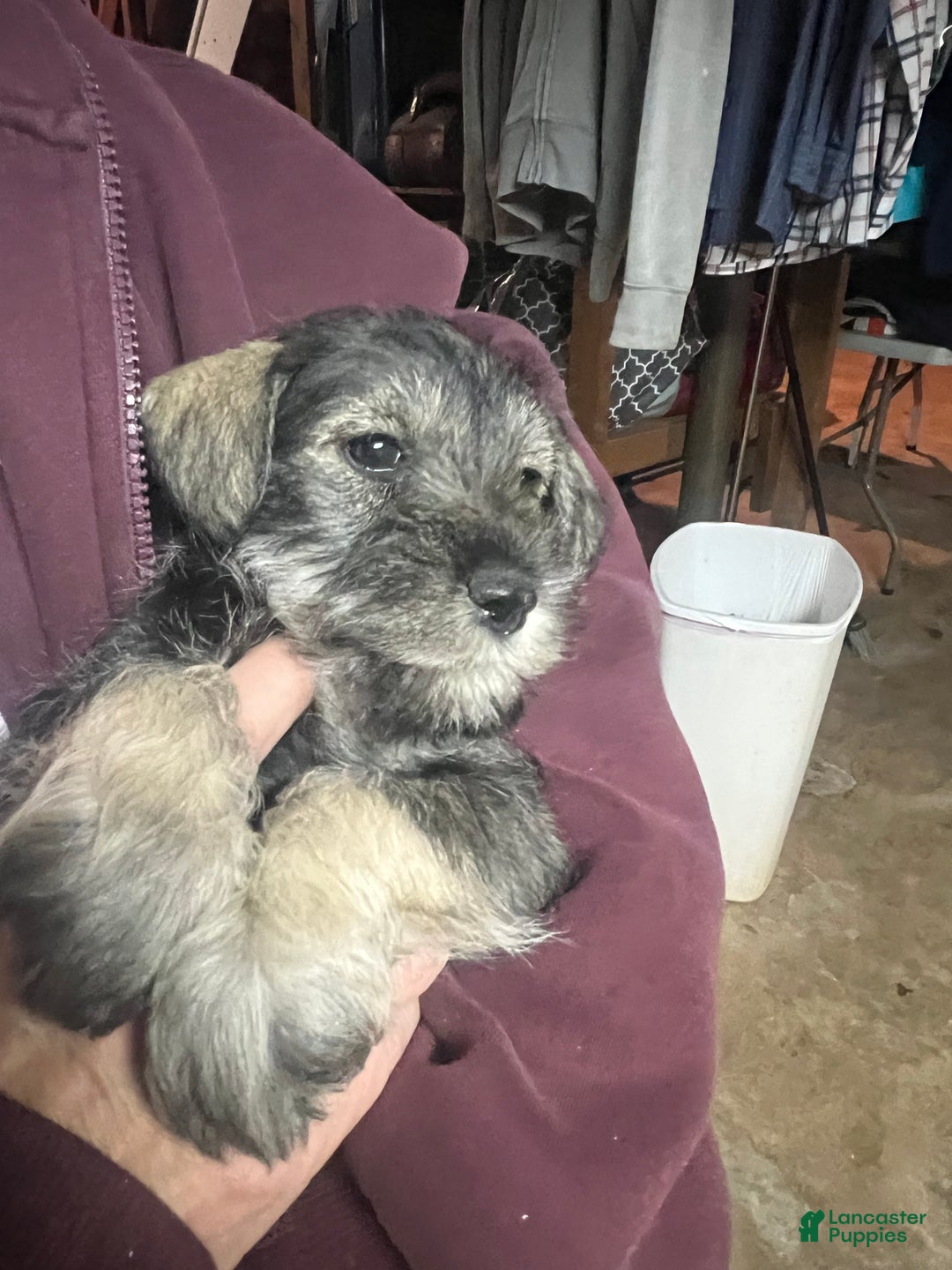Miniature Schnauzer dogs for sale: Tom  - Ad 10