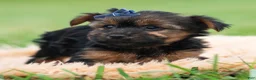 Yorkshire Terrier dogs for sale: Bugatti - Ad 3