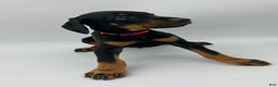 Doberman Pinscher dogs for sale: Red - Ad 4