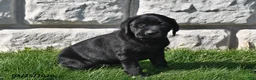 Labrador Retriever dogs for sale: Roscoe - Ad 3