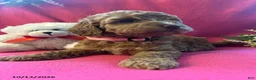 Cockapoo dogs for sale: Shylow - Ad 6