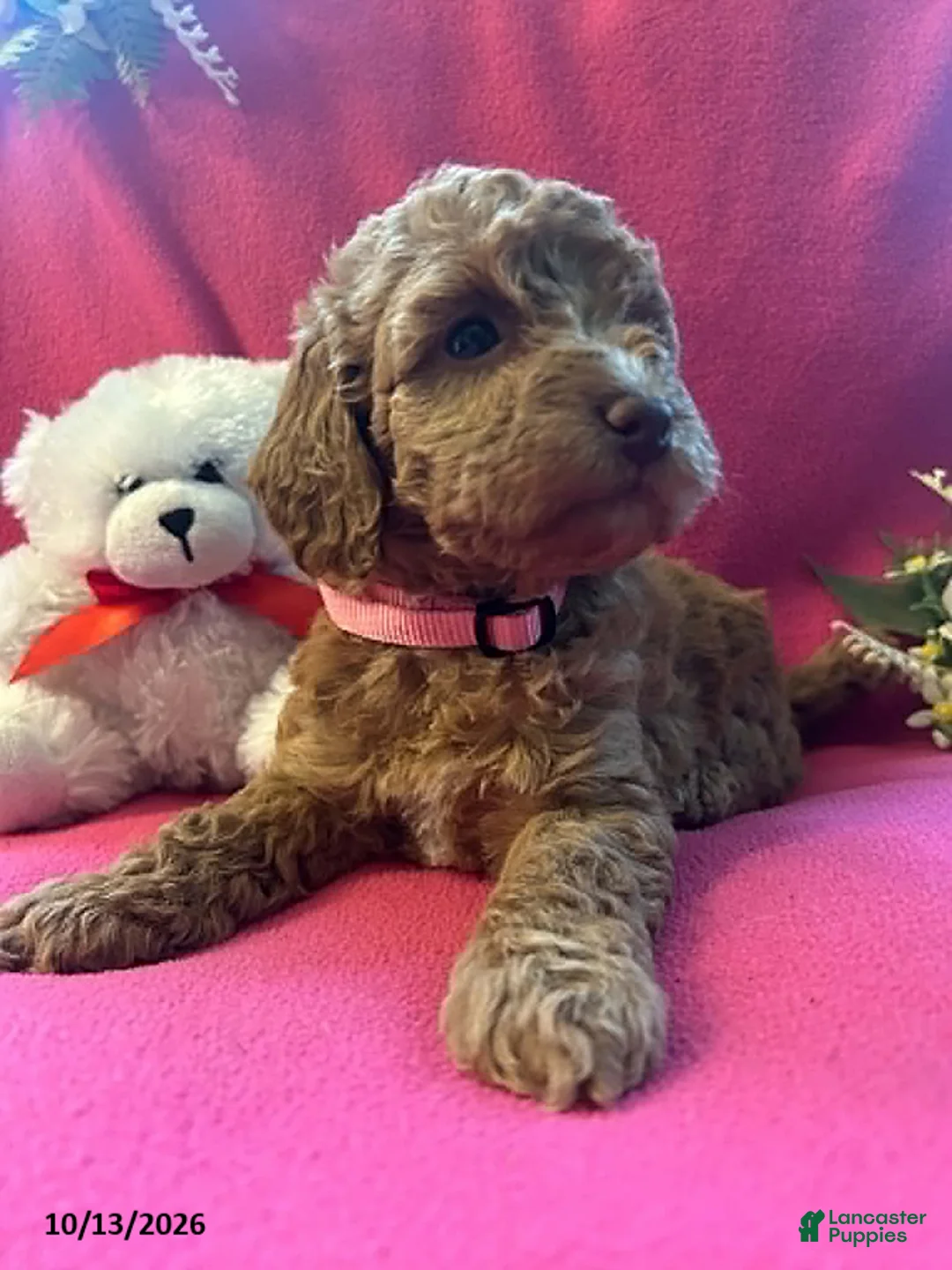 Cockapoo dogs for sale: Shylow - Ad 6