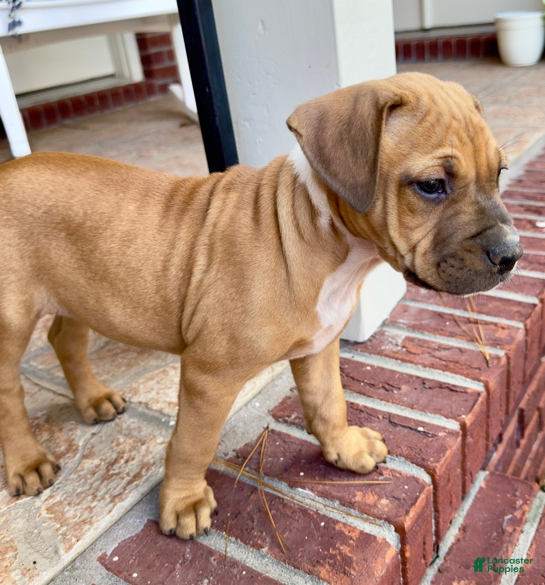 American Pit Bull Terrier dogs for sale: Beau Jangles - Ad 3