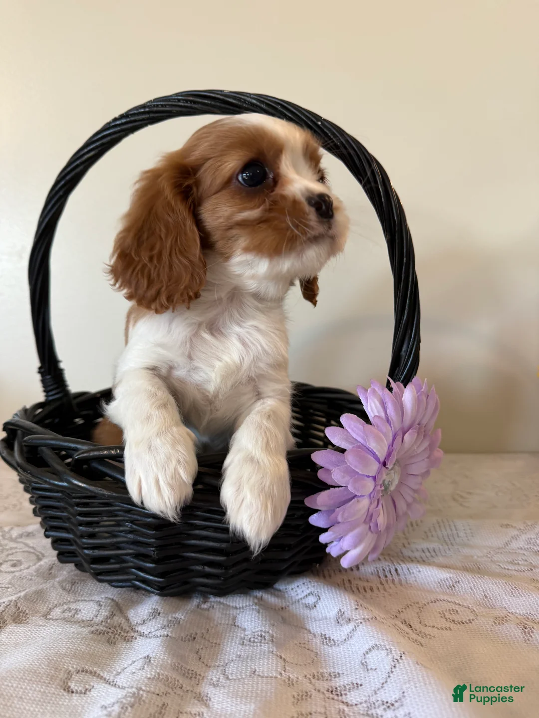 Cavalier King Charles Spaniel dogs for sale: Rex Cavalier King Charles Spaniel puppy  - Ad 2