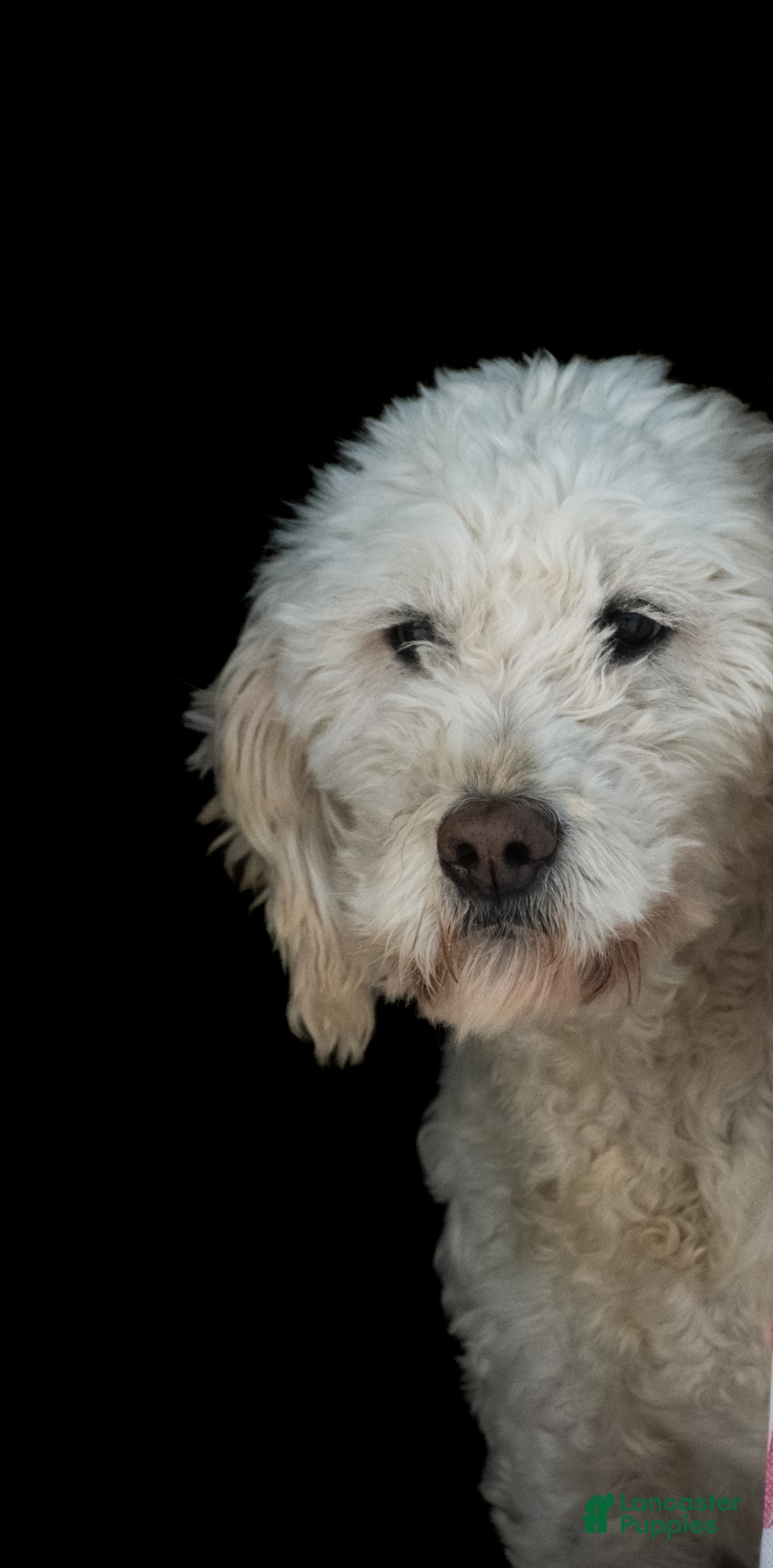 Goldendoodle dogs for sale: Willa - Ad 10