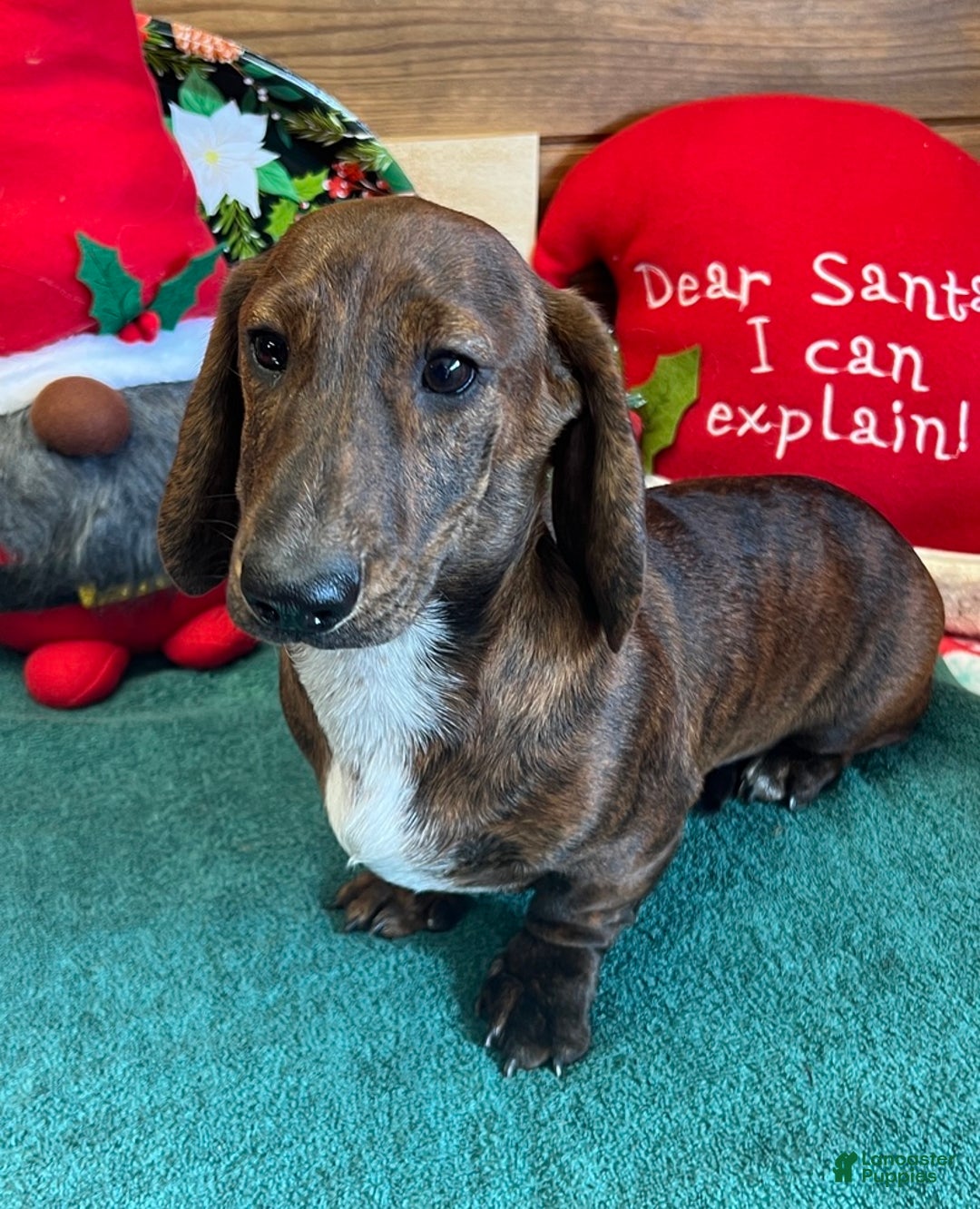 Dachshund dogs for sale: Tiger - Ad 3