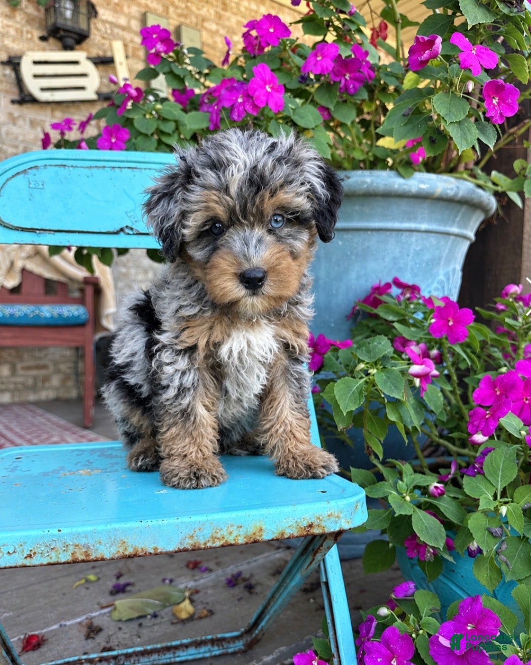 Mini Bernedoodle dogs Duke - Ad 19