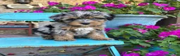 Mini Bernedoodle dogs for sale: Duke - Ad 1
