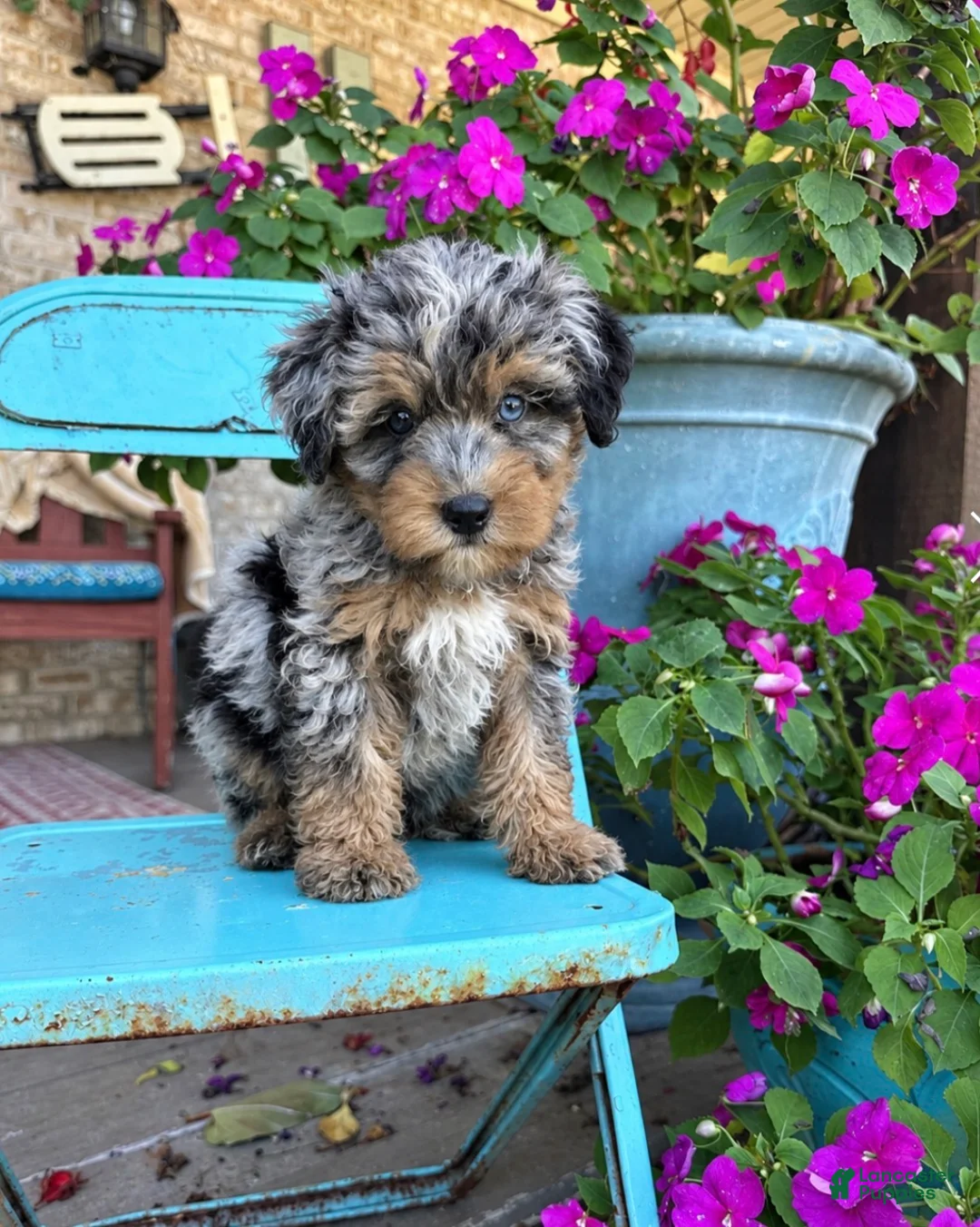Mini Bernedoodle dogs for sale: Duke - Ad 1