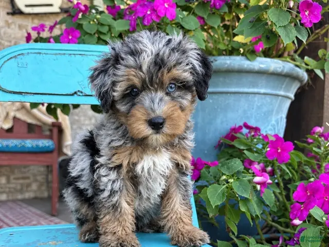 Mini Bernedoodle dogs for sale: Duke - Ad 41